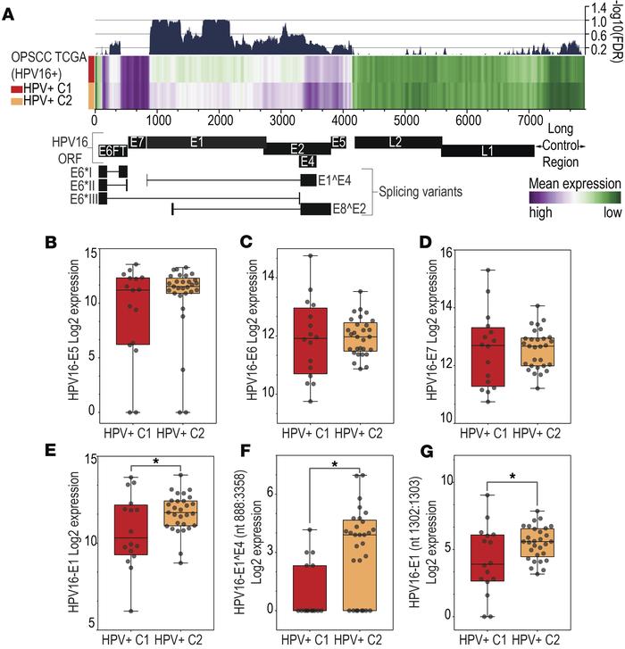HPV transcriptome differences between HPV+ C1 and HPV+ C2 groups.
(A) He...