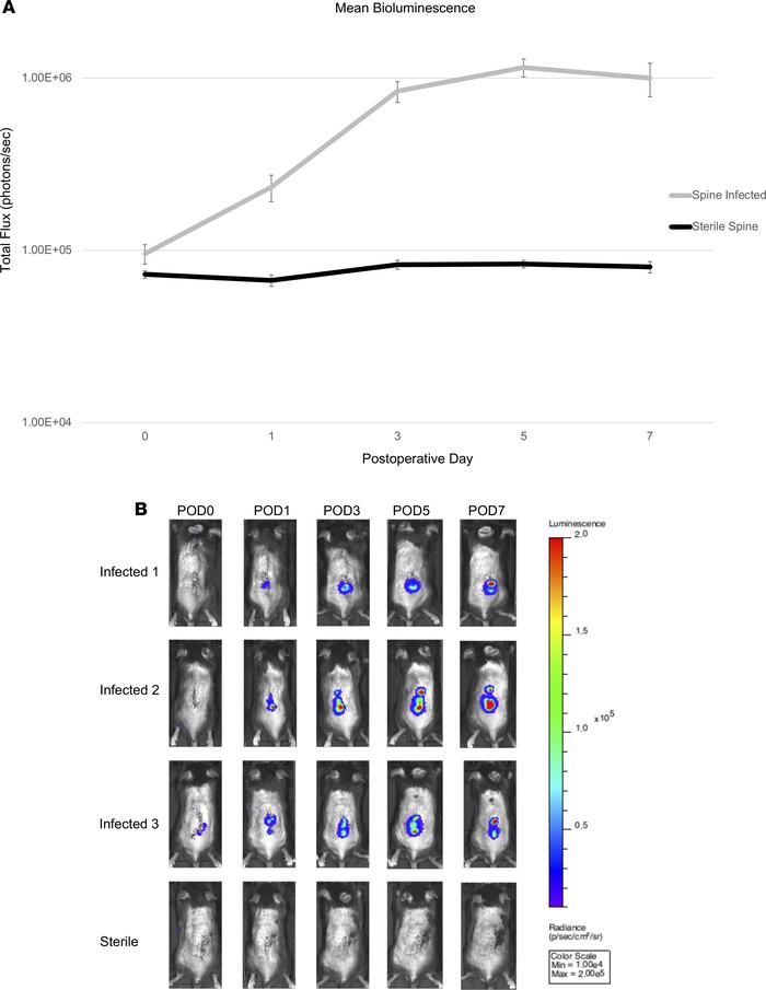 Bioluminescence imaging.
(A) Bioluminescence (BLI) in infected (n = 11) ...
