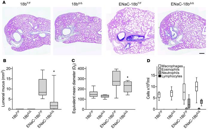 Airway mucus occlusion and emphysema of Munc18b–conditional deletant mic...
