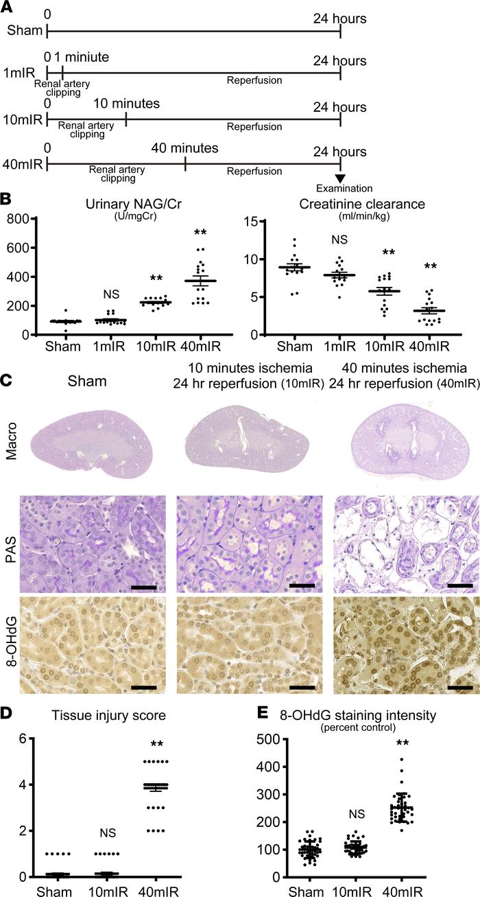 Transient renal ischemia for 10 minutes caused kidney dysfunction withou...
