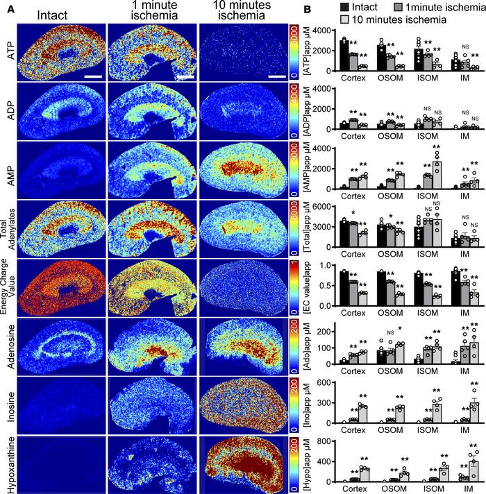 The region-specific contents of adenine nucleotides and their breakdown ...