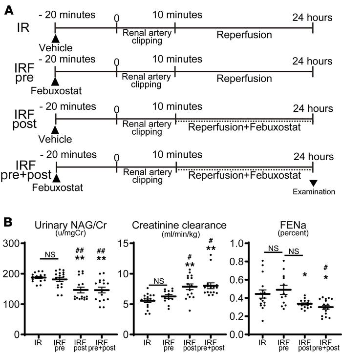 Renoprotective effect was more evident when febuxostat was administrated...