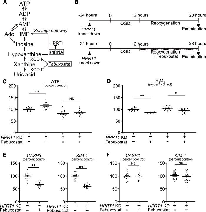 Febuxostat promoted resynthesis of adenine nucleotides via the HPRT1-dep...