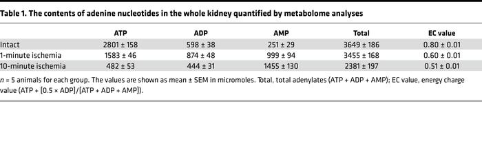 The contents of adenine nucleotides in the whole kidney quantified by me...