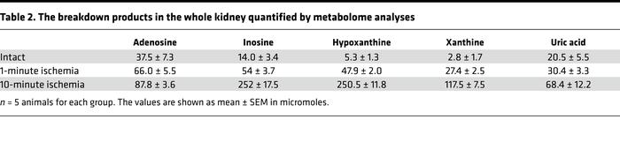 The breakdown products in the whole kidney quantified by metabolome anal...