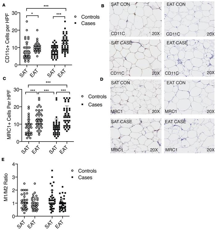 Staining of EAT for classical and alternative macrophage markers shows n...