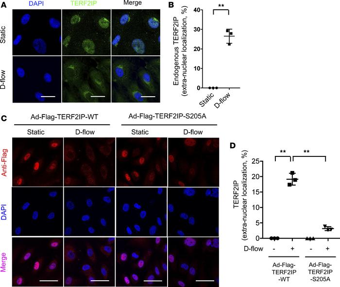 TERF2IP S205 phosphorylation is crucial for d-flow–induced nuclear expor...