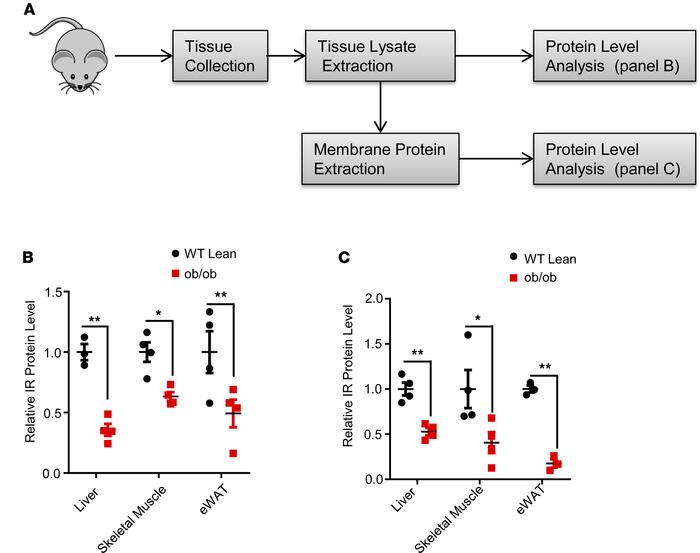 
ob/ob mice have reduced IR protein levels in key metabolic tissues.
Liv...