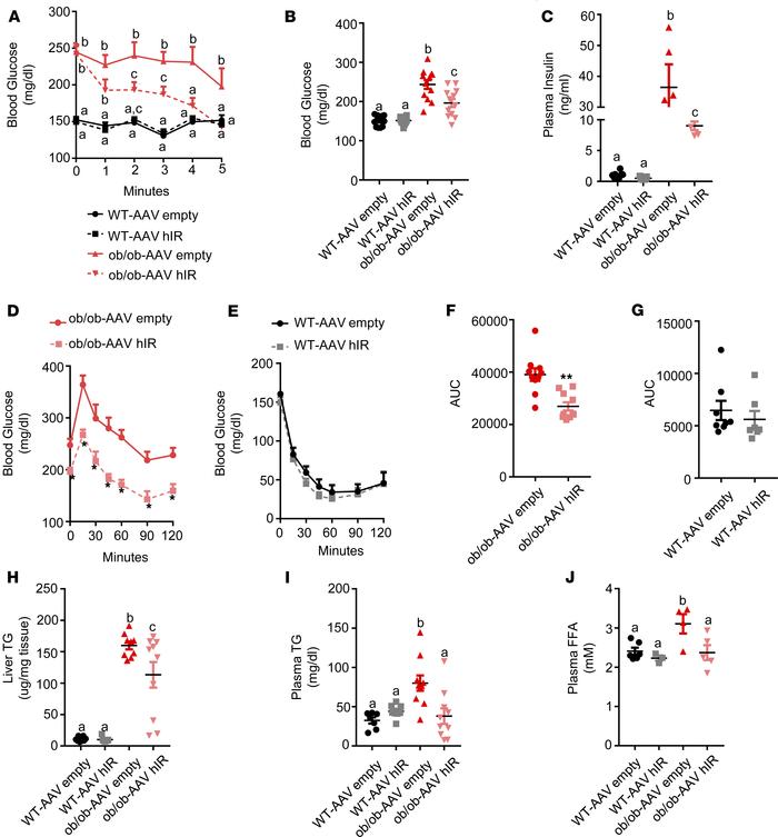 Injection of AAV-hIR rescued diabetic phenotype in mice.
(A) Blood gluco...