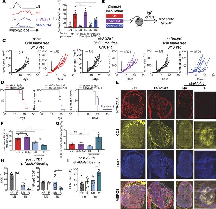 Inhibiting oxidative metabolism in tumor cells reduces intratumoral hypo...