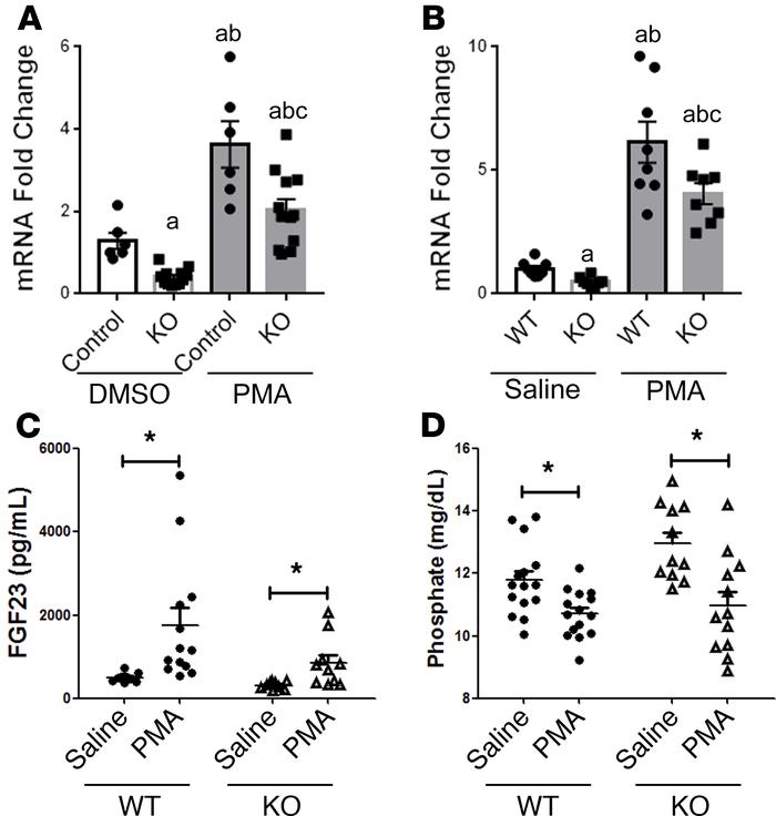 PKC activation stimulates FGF23 production and restores the FGF23 levels...