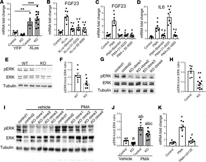 PKC activation mediates FGF23 production by promoting MAPK signaling.
(A...
