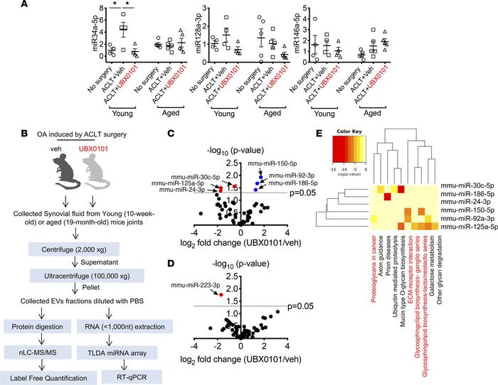 miRs carried by EVs are differentially present in OA synovial fluid from...