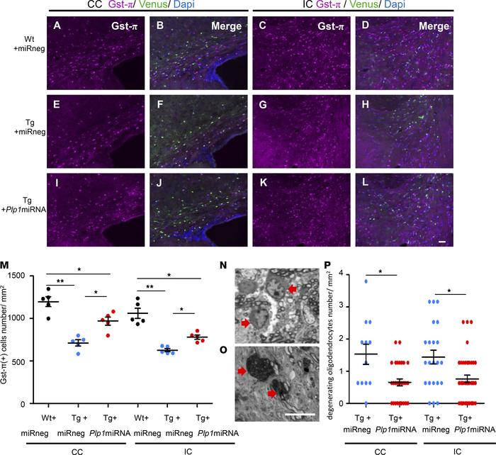 scAAV.CNP.Venus.Plp1miRNA treatment increased the mature oligodendrocyte...
