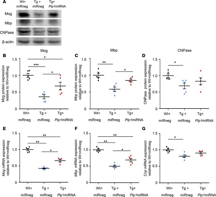 scAAV.CNP.Venus.Plp1miRNA treatment increased the expression of myelin p...