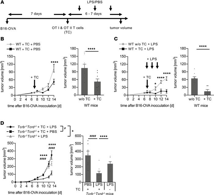 Melanoma immune control by exposure to LPS.
(A) Protocol for the mouse m...