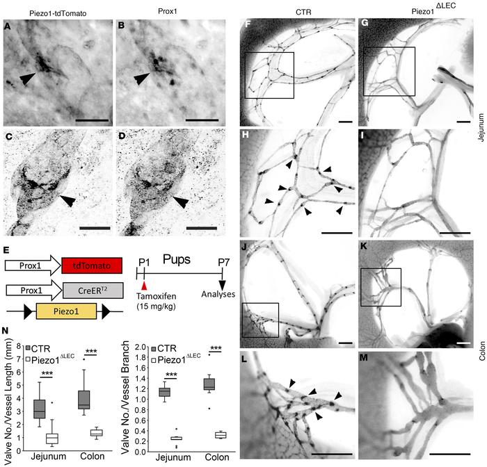 
Piezo1 deletion in lymphatic valves by low-dose tamoxifen.
(A–D) Dermal...