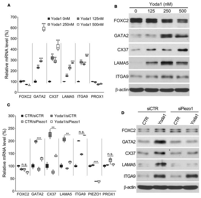 Yoda1 activates the expression of some lymphatic valve genes in a Piezo1...