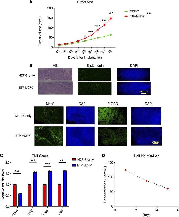 The in vivo effects of endotrophin overexpressing MCF-7 cells.
(A) GFP-M...