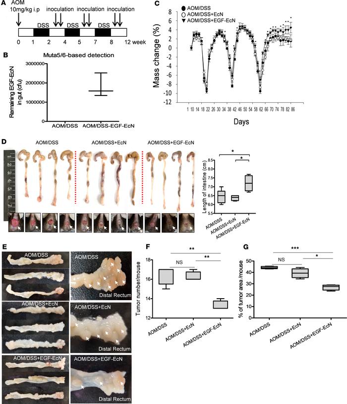 Actions of EGF-EcN in colitis-associated tumorigenesis.
Tumors were indu...