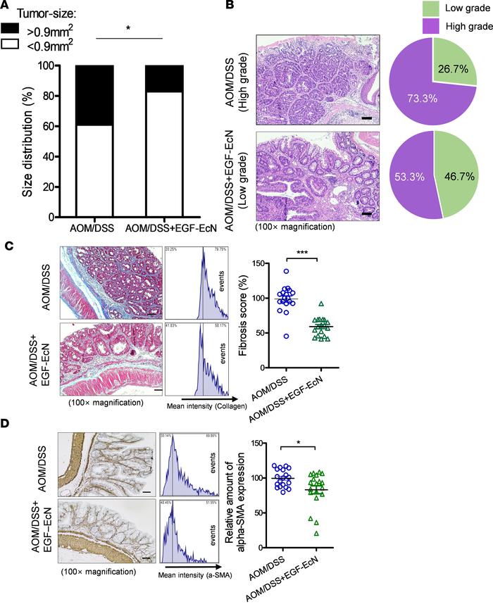 (A) Tumor size distribution based on histological observations (*P < ...