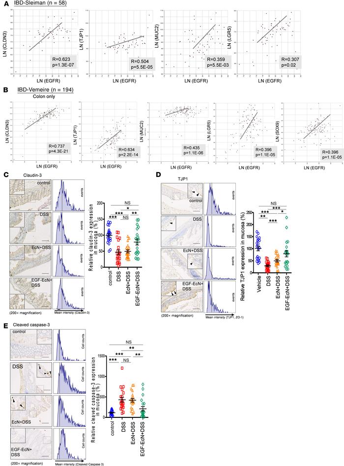 Links of EGFR expressions to gut barrier integrity.
(A and B) The EGFR e...