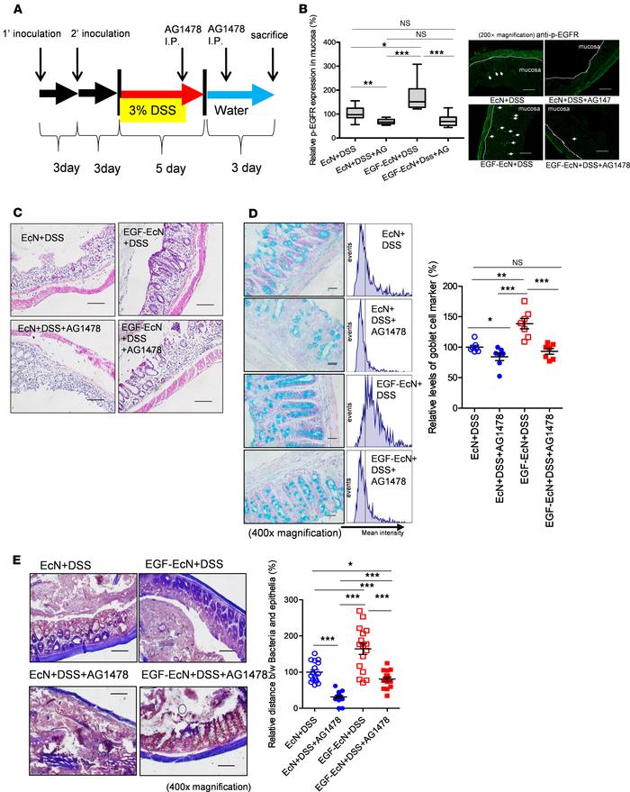 Involvement of EGFR signaling in recombinant bacteria–mediated protectio...