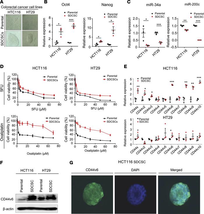 SDCSCs have high CD44v6 expression and increased tolerance to chemothera...