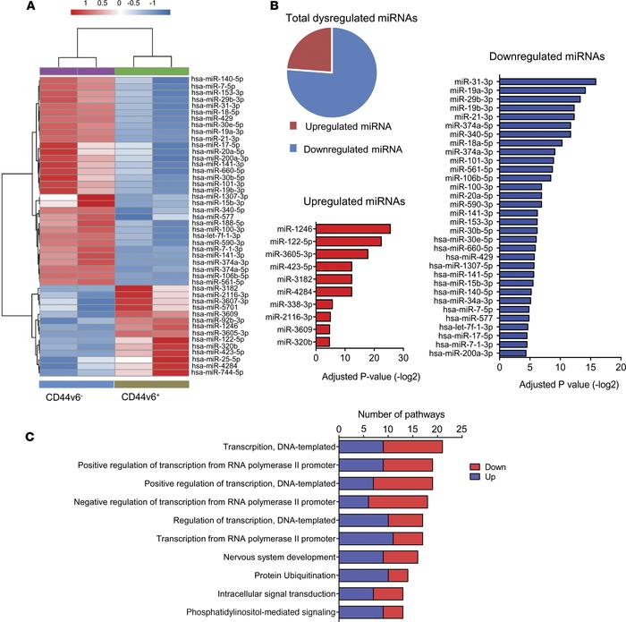 CD44v6+ sphere-derived cancer stem cells have a distinct miRNA profile.
...
