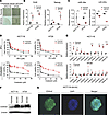 SDCSCs have high CD44v6 expression and increased tolerance to chemotherapeu