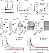 Suppression of CD44v6 results in reduced oncogenicity and resistance to che