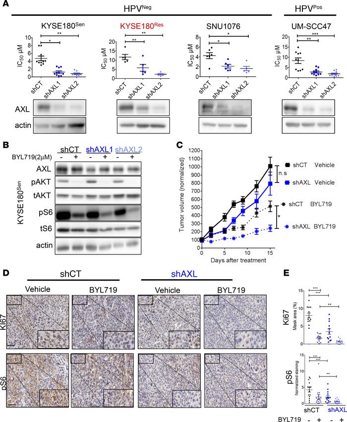 AXL knockdown sensitizes HNSCC and ESCC cells to BYL719 in vitro and in ...