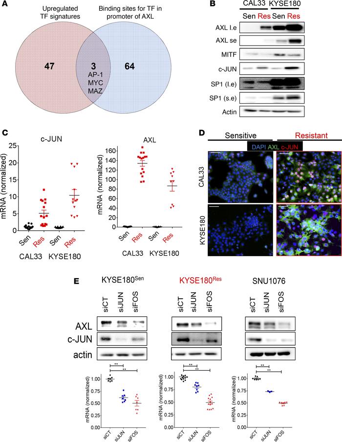 The AP-1 transcriptional complex regulates AXL expression in HNSCC and E...