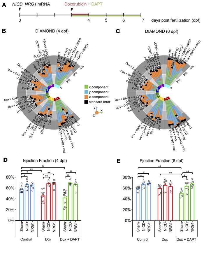 DIAMOND mechanics for segmental localization and quantification of NICD ...