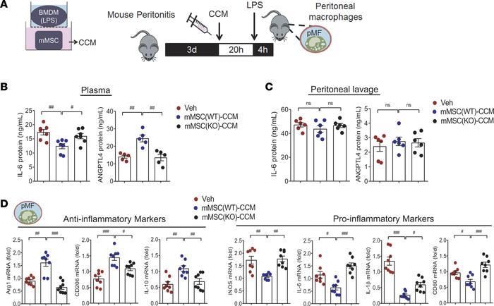 ANGPTL4 is essential for MSCs to suppress peritoneal macrophage activati...