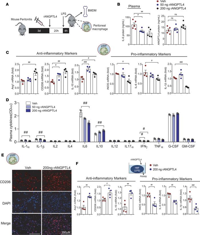Recombinant ANGPTL4 suppresses the activation of peritoneal macrophages ...