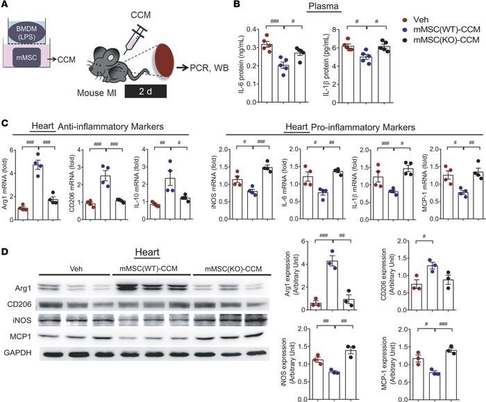 Cardiac inflammation is attenuated by coculture medium in a mouse myocar...