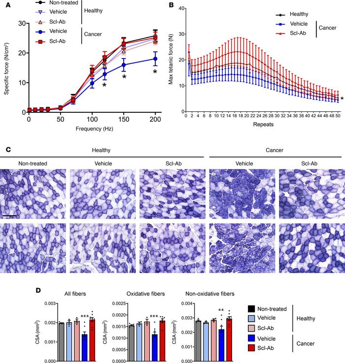 Inhibition of sclerostin prevents breast cancer–induced loss of muscle f...