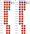 Comparison of adaptive NK cell phenotypic patterns in individual HCT recipi