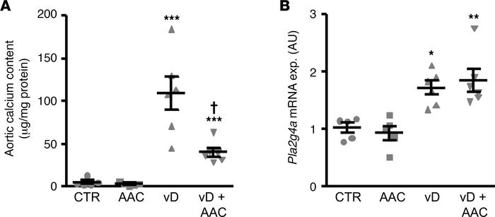 AACOCF3 reduced vascular calcification in vivo.
(A) Scatter dot plots (a...