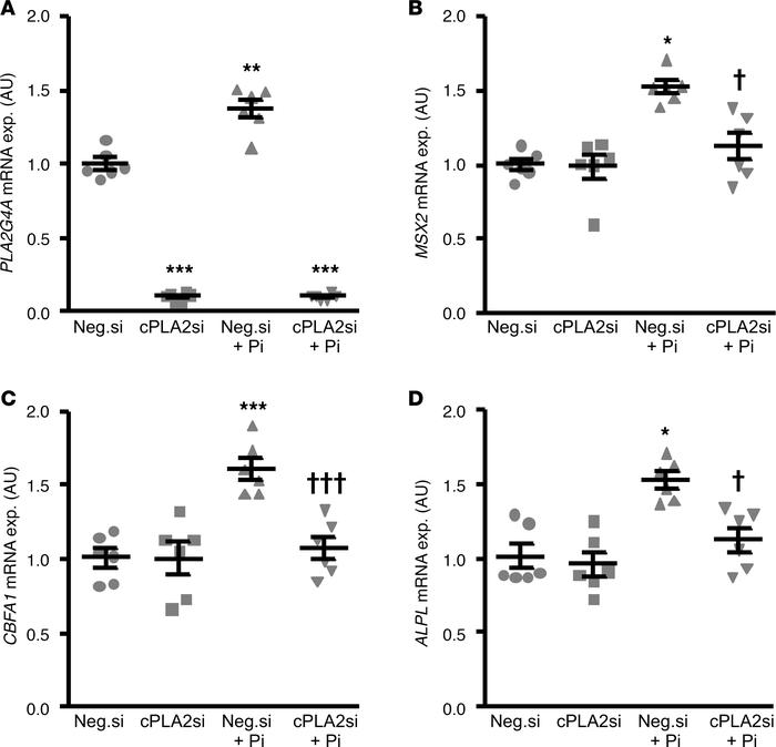 Silencing of cPLA2 inhibited phosphate-induced osteogenic/chondrogenic s...