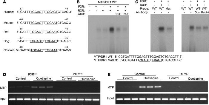 MTP is a transcriptional target of PXR.
(A) Putative MTP DR-1 promoter s...