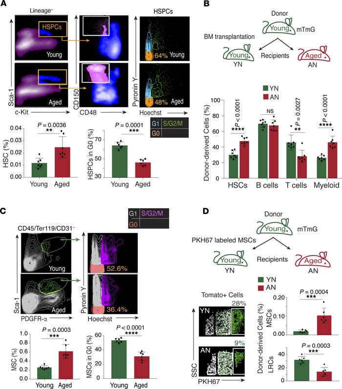 Niche-dependent perturbation of HSC and MSC quiescence in aging.
(A) FAC...