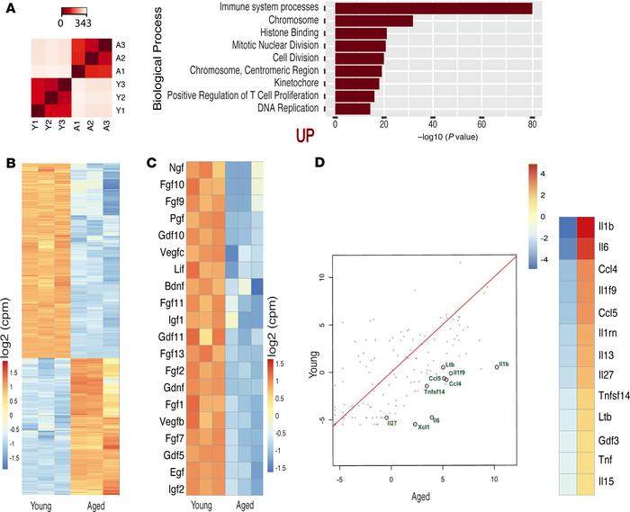Multiple cytokines and growth factors are altered in the aged BM.
(A) Th...