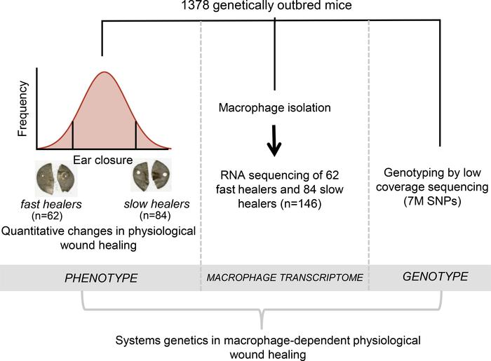 A systems genetics approach for deciphering macrophage-dependent wound h...