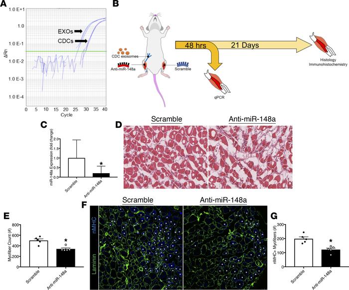 Exosomal miR-148a promotes mdx skeletal muscle regeneration.
(A) Amplifi...