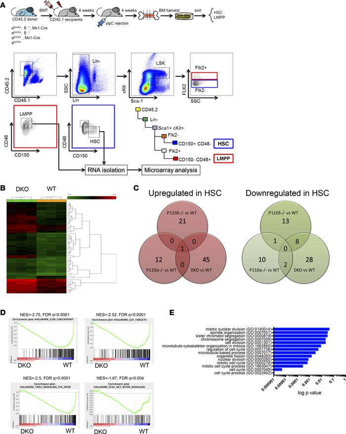 Downregulation of gene sets associated with cell cycle progression and i...