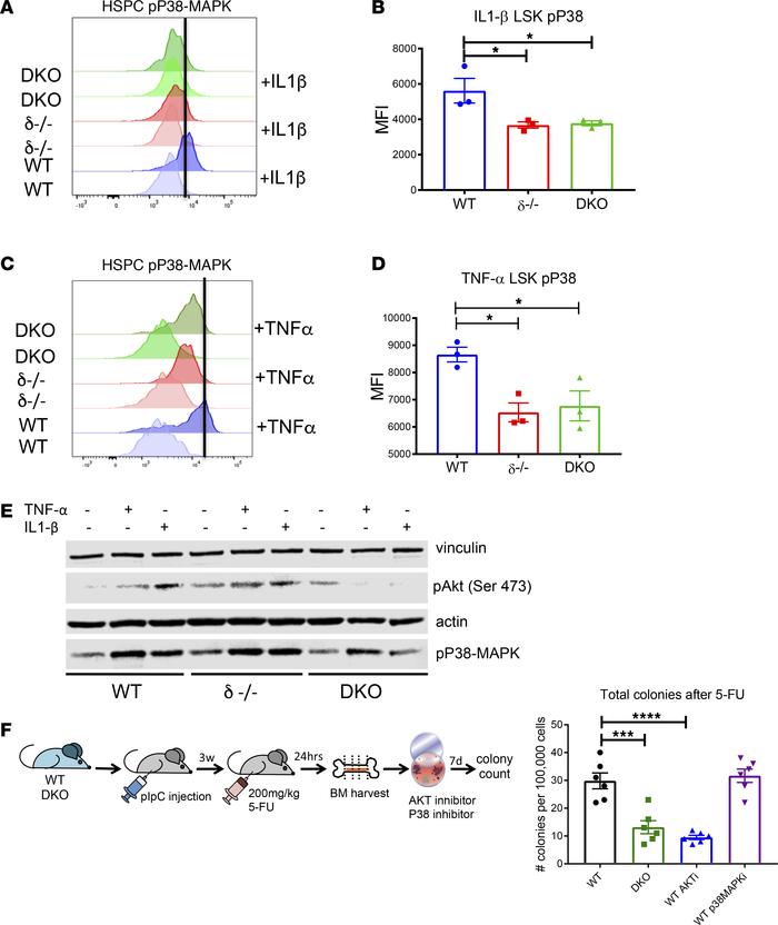 Optimal signal transduction of IL-1β or TNF-α in HSPCs requires p110α an...