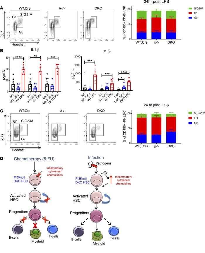 LPS signaling in HSPCs does not require p110α and p110δ.
(A) Representat...