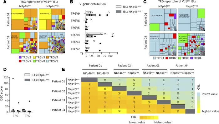 TCR repertoires of NKp46+ and NKp46– γδ IELs.
(A) Treemap graphs showing...